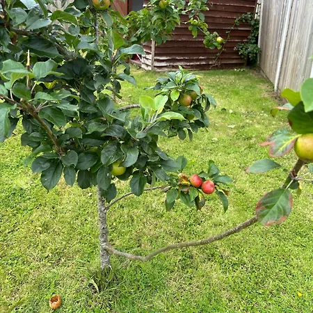 Near The River Shannon