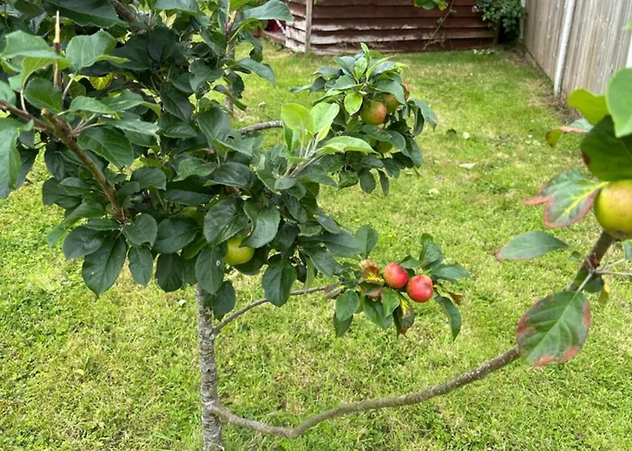 Near The River Shannon